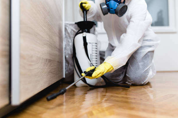 Wasp Removal Services in Mountain View, HI