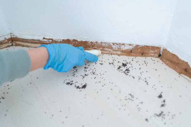 Best Pest Control for Homes  in Mountain View, HI