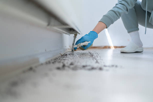 Best Pest Removal Services  in Mountain View, HI